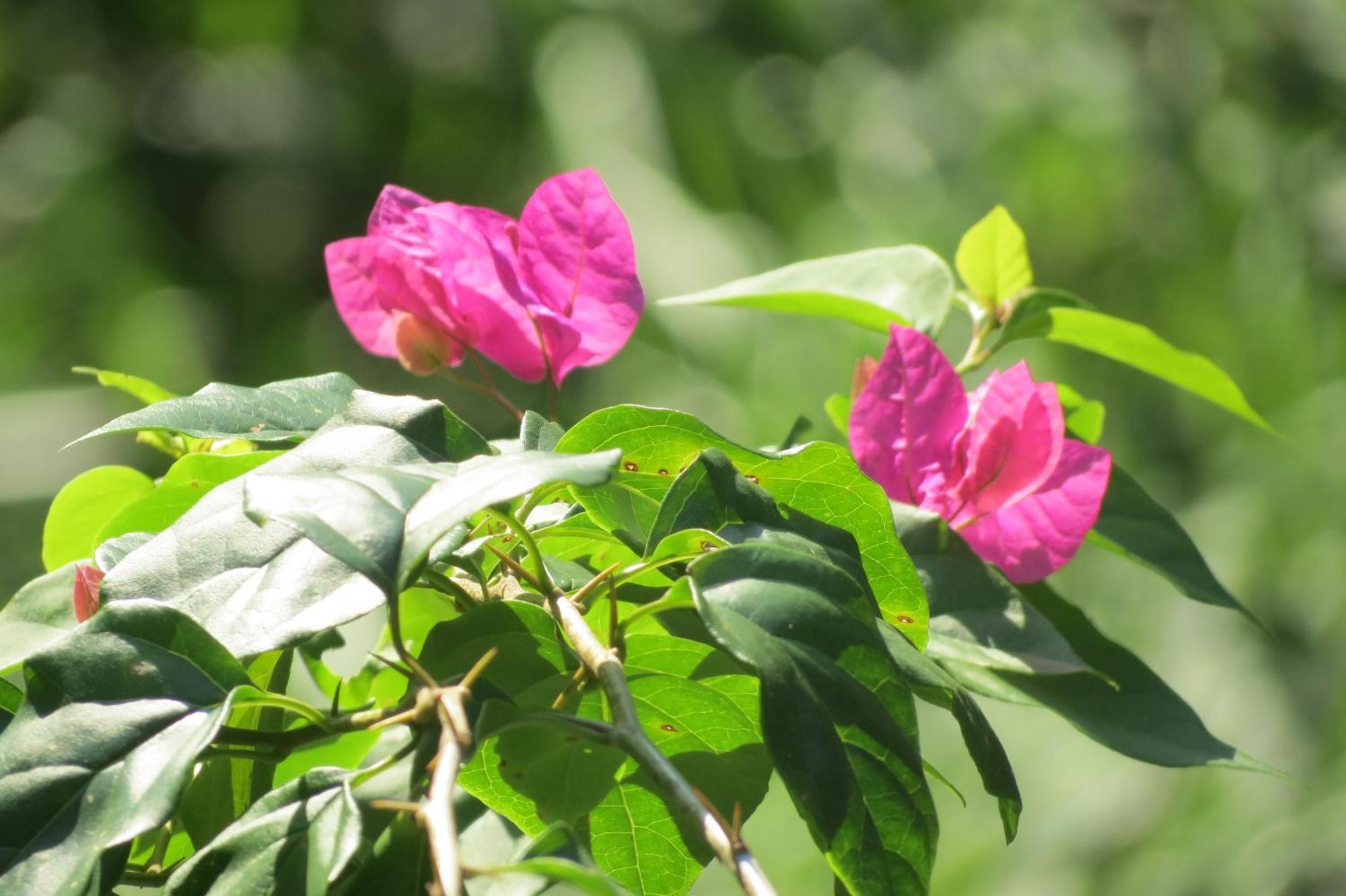 Vocare Finca Agroecologica Upala Dış mekan fotoğraf