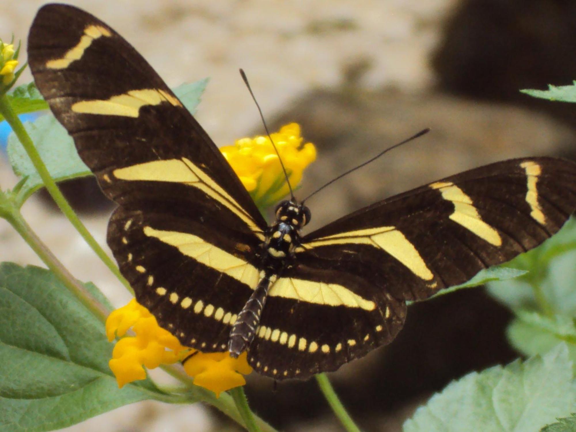 Vocare Finca Agroecologica Upala Dış mekan fotoğraf