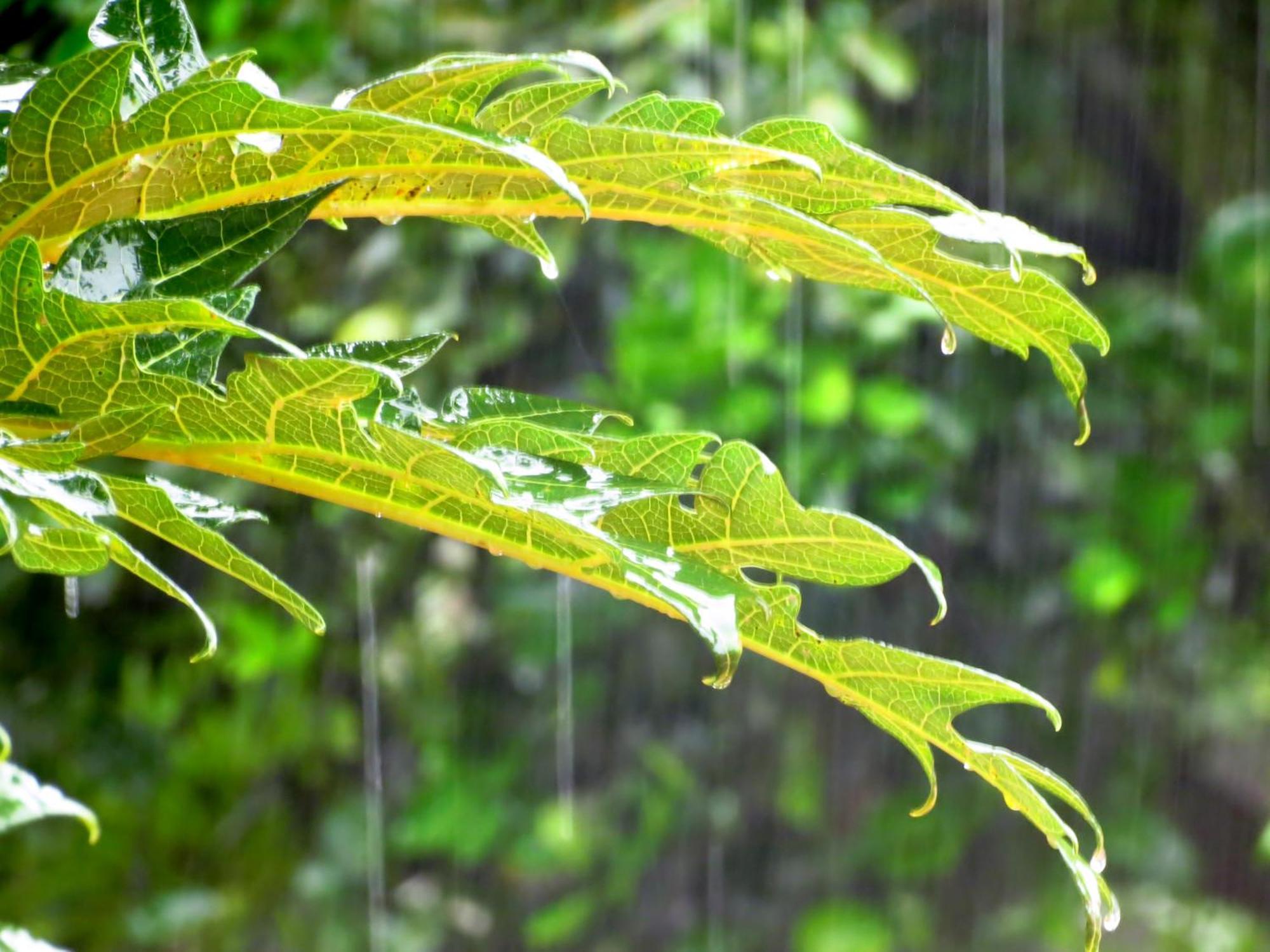 Vocare Finca Agroecologica Upala Dış mekan fotoğraf