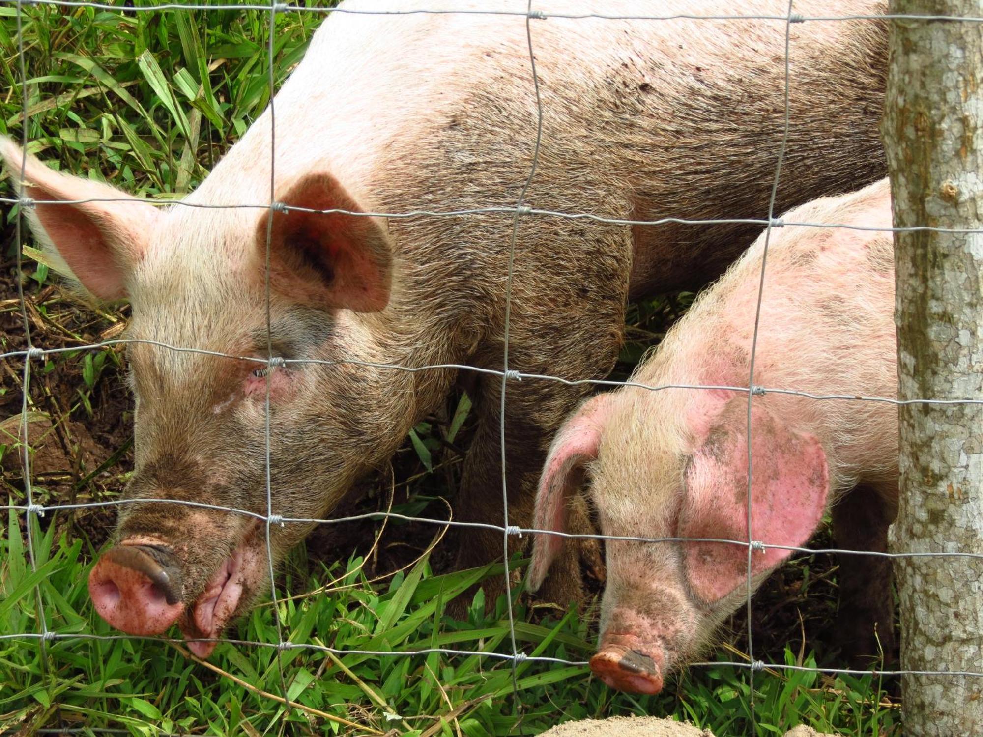 Vocare Finca Agroecologica Upala Dış mekan fotoğraf