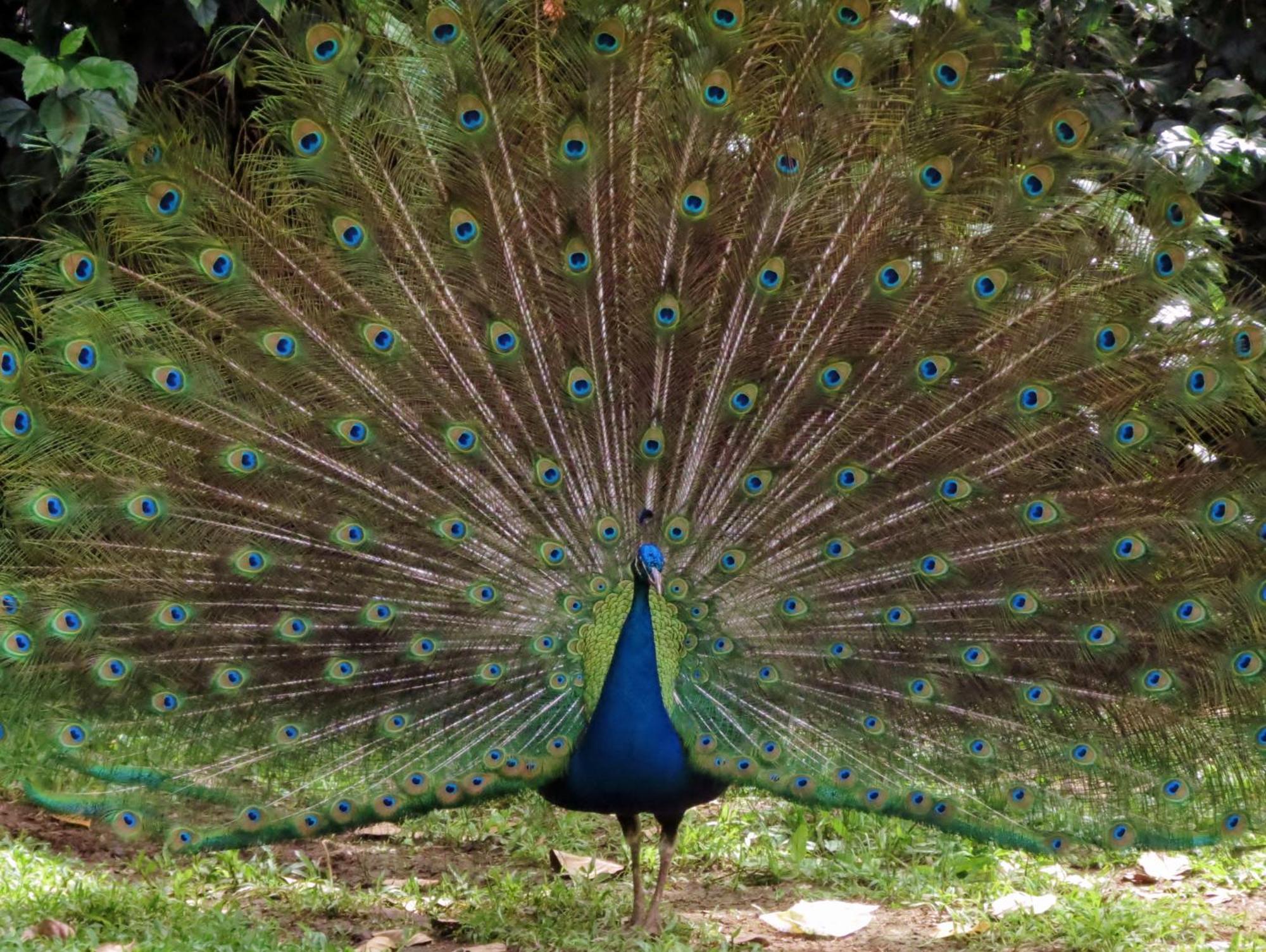 Vocare Finca Agroecologica Upala Dış mekan fotoğraf