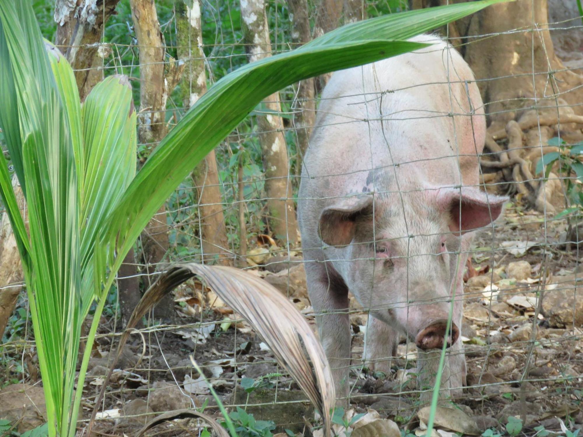 Vocare Finca Agroecologica Upala Dış mekan fotoğraf