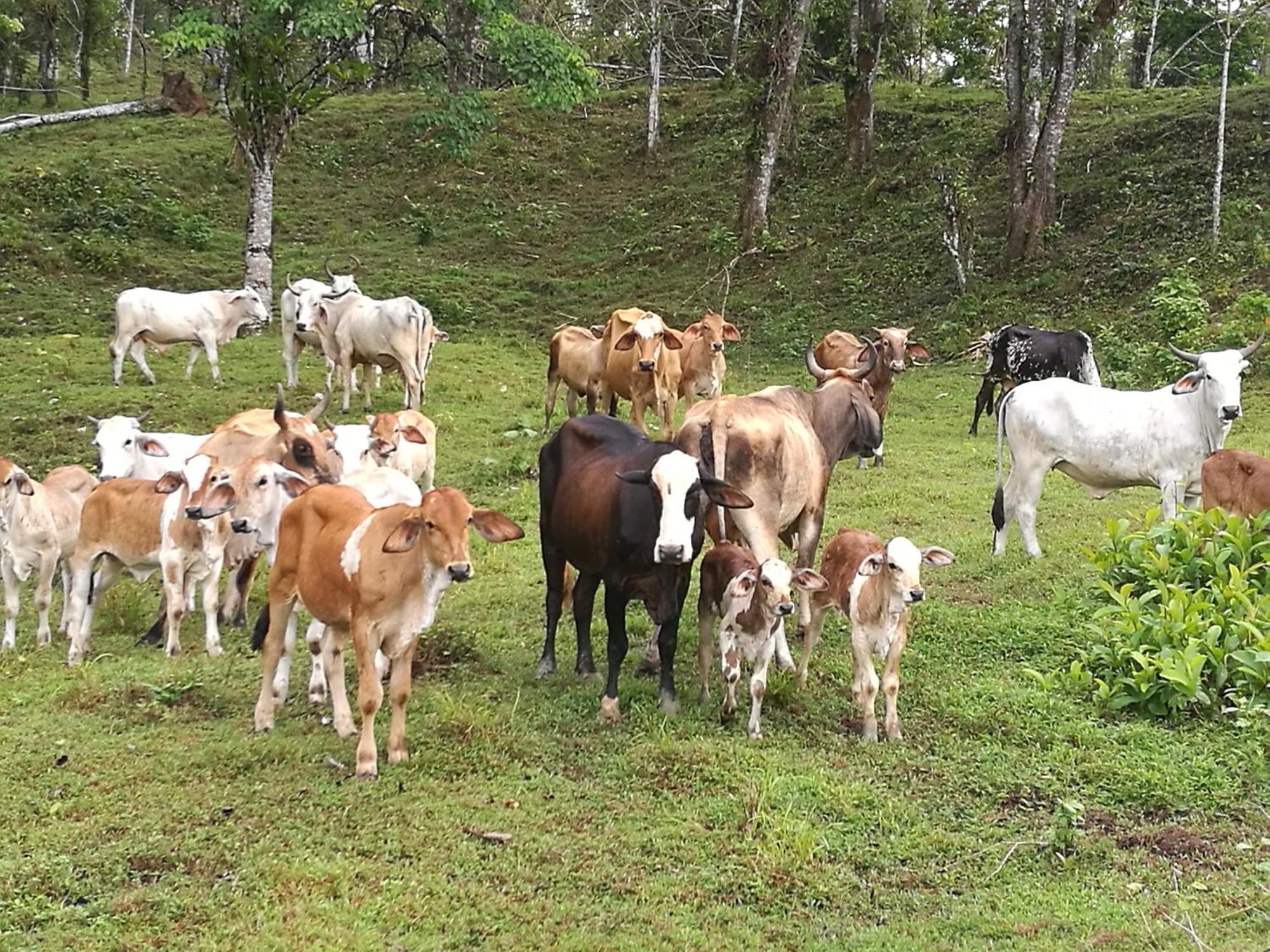 Vocare Finca Agroecologica Upala Dış mekan fotoğraf