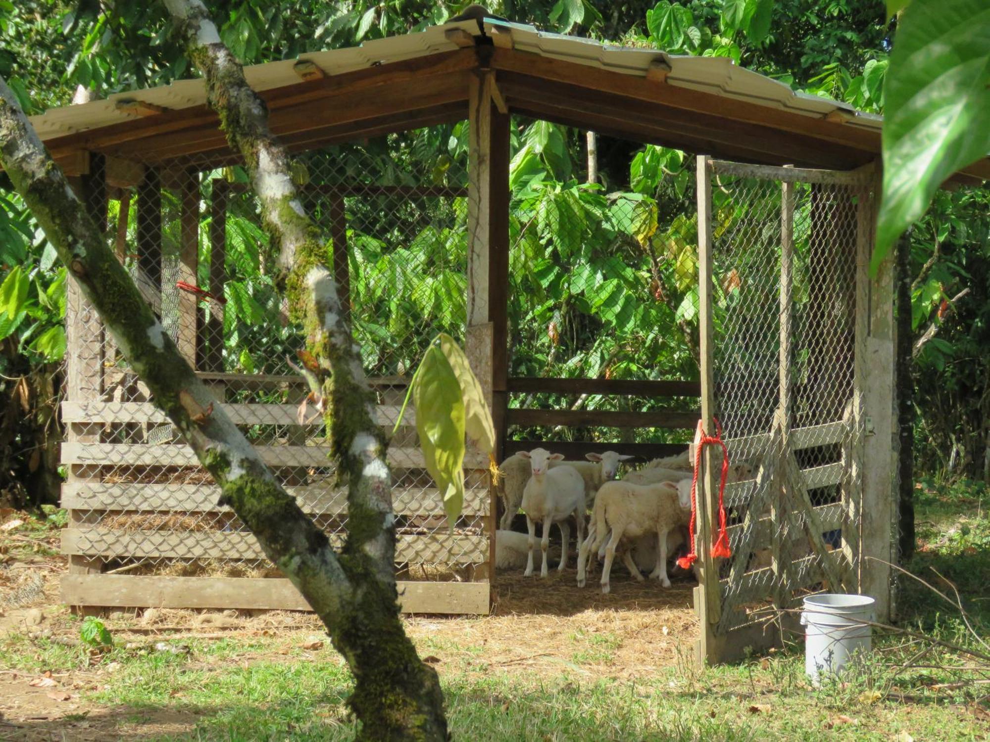 Vocare Finca Agroecologica Upala Dış mekan fotoğraf