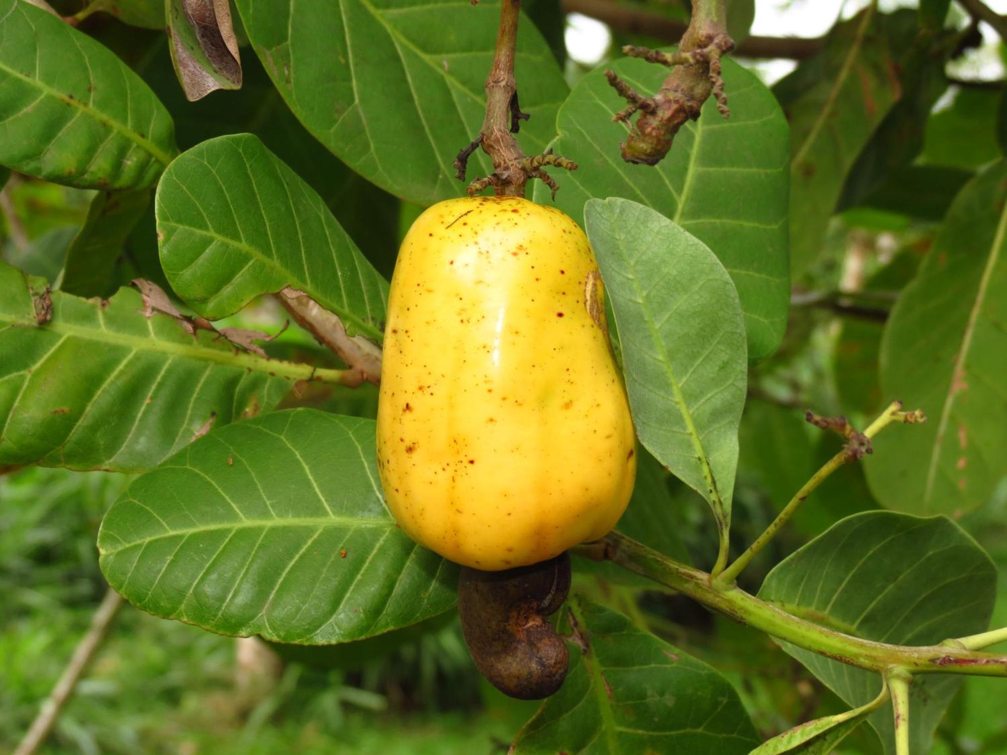 Vocare Finca Agroecologica Upala Dış mekan fotoğraf